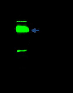 Sino Biological Anti-SIRT4 Antibody, Rabbit Polyclonal, Quantity: Each