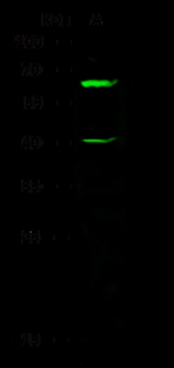 Sino Biological Anti-CBX2 Antibody, Rabbit Polyclonal, Quantity: Each of