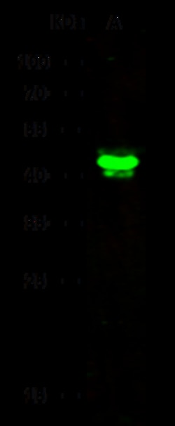 Sino Biological Anti-ESRRB Antibody, Rabbit Polyclonal, Quantity: Each