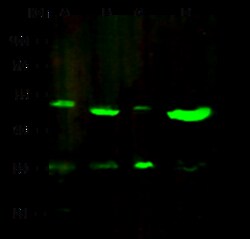 Sino Biological Anti-FoxJ1 Antibody, Rabbit Polyclonal, Quantity: Each
