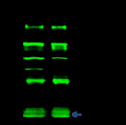 Sino Biological RPS6KA1 Antibody, Rabbit PAb, Antigen Affinity Purified