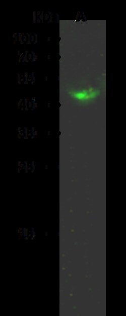 Sino Biological Anti-HNF-4 gamma/HNF4G Antibody, Rabbit Polyclonal, Quantity: