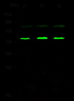 Sino Biological TBP Antibody, Rabbit PAb, Antigen Affinity Purified 100uL,
