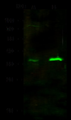 Sino Biological Anti-Nkx2.2 Antibody, Rabbit Polyclonal, Quantity: Each