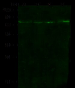 Sino Biological Anti-5HT2B/HTR2B Antibody, Rabbit Polyclonal, Quantity:
