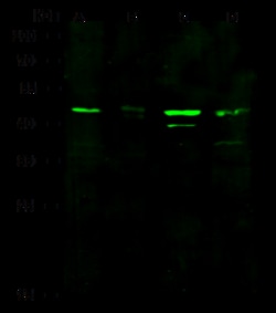 Sino Biological Anti-KAZALD1 Antibody, Rabbit Polyclonal, Quantity: Each