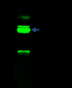 Sino Biological RBM15 / OTT1 Antibody, Rabbit PAb, Antigen Affinity Purified