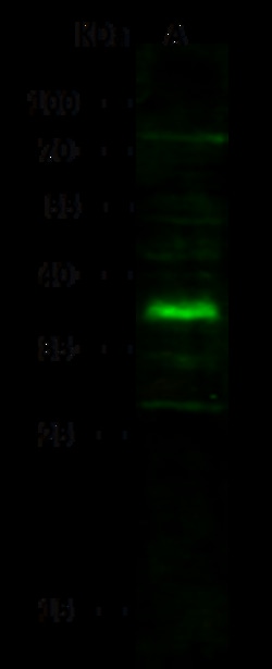 Sino Biological Anti-SOX2 Antibody, Rabbit Polyclonal, Quantity: Each of