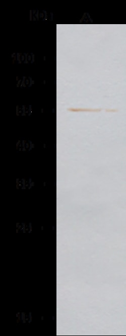 Sino Biological Anti-beta-III Tubulin/TUBB3 Antibody, Rabbit Polyclonal,