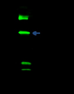 Sino Biological Anti-TCF7L1 Antibody, Rabbit Polyclonal, Quantity: Each