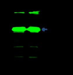 Sino Biological Anti-TSC22D1 Antibody, Rabbit Polyclonal, Quantity: Each