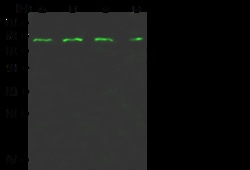 Sino Biological Anti-PRC1 Antibody, Rabbit Polyclonal, Quantity: Each of