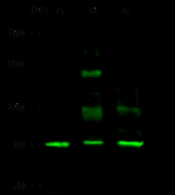 Sino Biological Anti-SCML2 Antibody, Rabbit Polyclonal, Quantity: Each