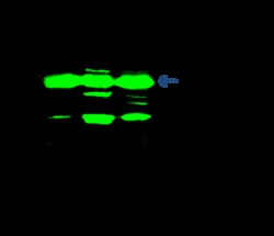 Sino Biological Anti-PIK3R1 Antibody, Rabbit Polyclonal, Quantity: Each