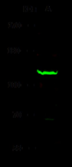 Sino Biological Anti-MCM8 Antibody, Rabbit Polyclonal, Quantity: Each of