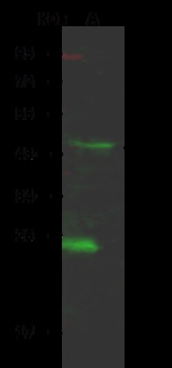 Sino Biological SIAH2 Antibody, Rabbit PAb, Antigen Affinity Purified 100uL,