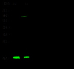 Sino Biological NME1/NDKA Antibody, Rabbit PAb, Antigen Affinity Purified