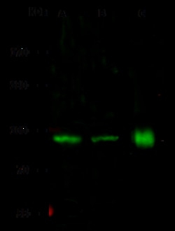 Sino Biological Anti-SP100 Antibody, Rabbit Polyclonal, Quantity: Each