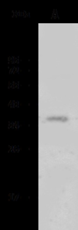Sino Biological MED4 Antibody, Rabbit PAb, Antigen Affinity Purified 100uL,