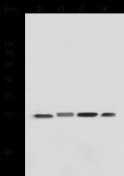 Sino Biological Recombinant Anti-GSTP1/GST3 Antibody, Rabbit Monoclonal,