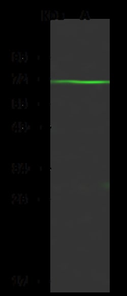 Sino Biological FUT4 Antibody, Rabbit PAb, Antigen Affinity Purified 100uL,