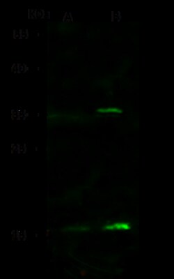 Sino Biological Anti-VPREB1 Antibody, Rabbit Polyclonal, Quantity: Each