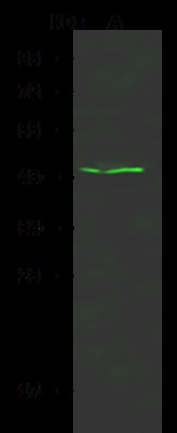 Sino Biological Anti-CD57/B3gat1 Antibody, Rabbit Polyclonal, Quantity: