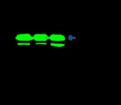Sino Biological Anti-OX40/TNFRSF4 Antibody, Rabbit Polyclonal, Quantity: