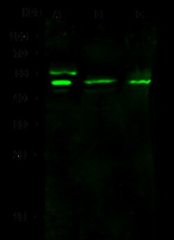 Sino Biological Anti-gamma Tubulin/TUBG1 Antibody, Rabbit Polyclonal, Quantity: