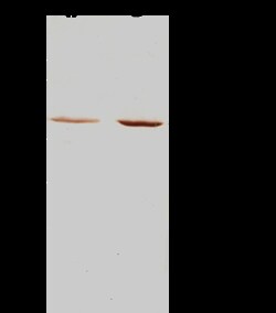 Sino Biological EVI2B / CD361 Antibody, Rabbit PAb, Antigen Affinity Purified