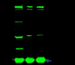 Sino Biological Anti-CTNNA3 Antibody, Rabbit Polyclonal, Quantity: Each