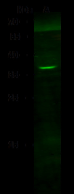 Sino Biological Anti-Cathepsin K Antibody, Rabbit Polyclonal, Quantity:
