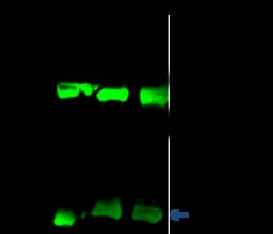 Sino Biological Anti-Clathrin/BAM22 Antibody, Rabbit Polyclonal, Quantity: