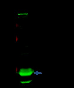 Sino Biological Anti-ROCK1 Antibody, Rabbit Polyclonal, Quantity: Each