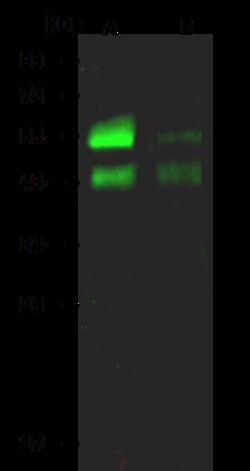 Sino Biological Anti-RAGE Antibody, Rabbit Polyclonal, Quantity: Each of