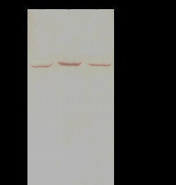 Sino Biological Anti-Nuf2 Antibody, Rabbit Polyclonal, Quantity: Each of