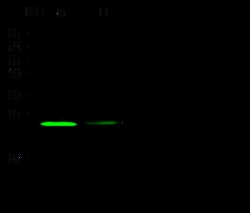 Sino Biological Anti-XBP1 Antibody, Rabbit Polyclonal, Quantity: Each of