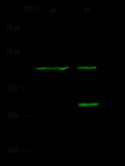 Sino Biological EMR1 Antibody, Rabbit PAb, Antigen Affinity Purified 100uL,