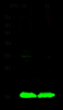 Sino Biological Anti-CD3 delta/CD3D Antibody, Rabbit Polyclonal, Quantity: