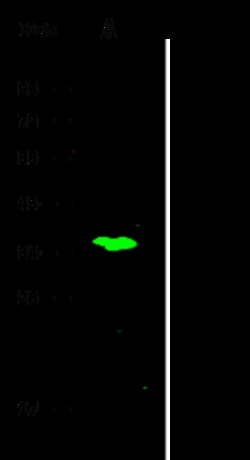 Sino Biological Anti-C11orf57 Antibody, Rabbit Polyclonal, Quantity: Each