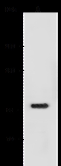 Sino Biological Recombinant Anti-ANO1 Antibody, Rabbit Monoclonal, Quantity: