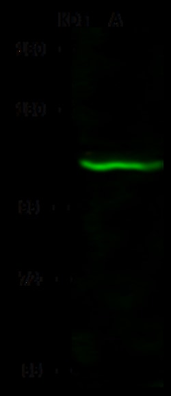 Sino Biological Anti-PAXBP1 Antibody, Rabbit Polyclonal, Quantity: Each