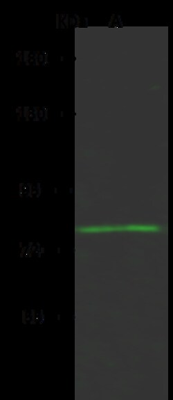 Sino Biological Anti-Host Cell Factor C2/HCFC2 Antibody, Rabbit Polyclonal,