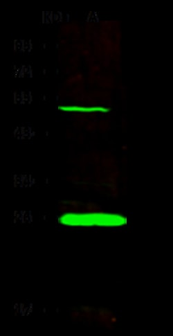 Sino Biological Anti-MYL6B Antibody, Rabbit Polyclonal, Quantity: Each