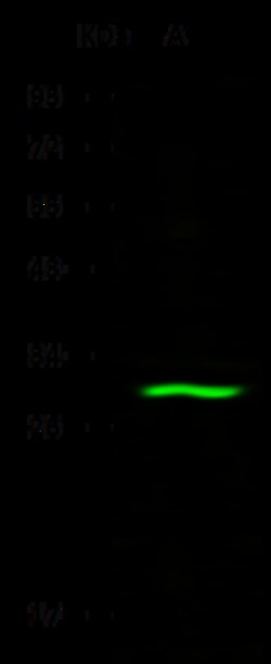 Sino Biological Anti-ABHD11 Antibody, Rabbit Polyclonal, Quantity: Each