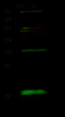 Sino Biological Anti-BUD31 Antibody, Rabbit Polyclonal, Quantity: Each