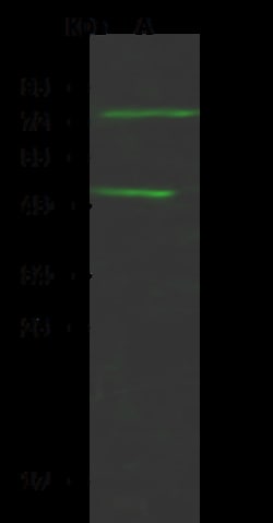 Sino Biological MASP2 Antibody, Rabbit PAb, Antigen Affinity Purified 100uL,
