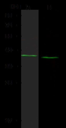 Sino Biological Anti-NSDHL Antibody, Rabbit Polyclonal, Quantity: Each