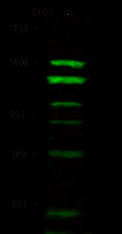 Sino Biological MANBA Antibody, Rabbit PAb, Antigen Affinity Purified 100uL,
