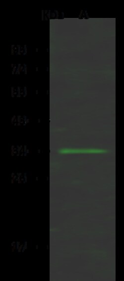 Sino Biological Anti-MASA Antibody, Rabbit Polyclonal, Quantity: Each of